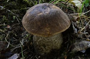 Klikni pro velký obrázek