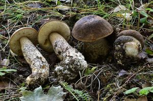 Klikni pro velký obrázek