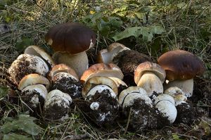 Klikni pro velký obrázek