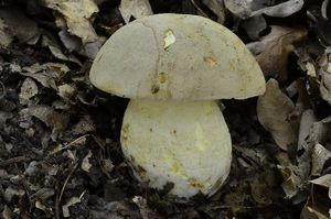 Klikni pro velký obrázek