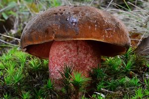 Klikni pro velký obrázek