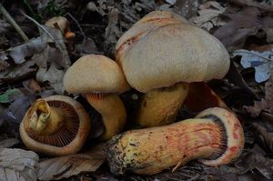 Klikni pro velký obrázek