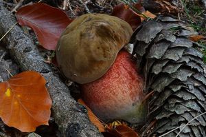 Klikni pro velký obrázek