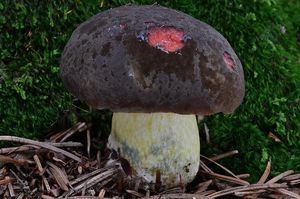 Klikni pro velký obrázek