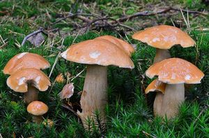 Klikni pro velký obrázek