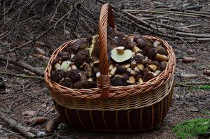 Klikni pro velký obrázek