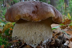 Klikni pro velký obrázek