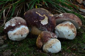 Klikni pro velký obrázek