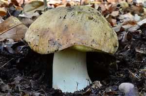 Klikni pro velký obrázek