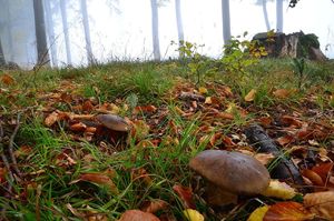 Klikni pro velký obrázek