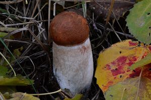 Klikni pro velký obrázek