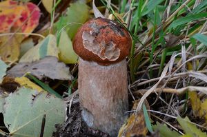 Klikni pro velký obrázek