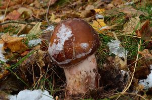 Klikni pro velký obrázek