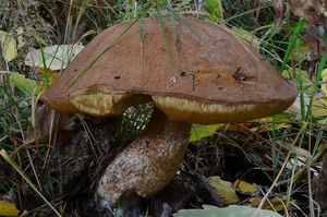 Klikni pro velký obrázek