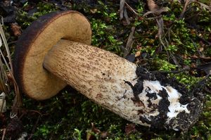 Klikni pro velký obrázek