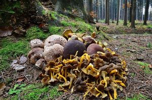 Klikni pro velký obrázek