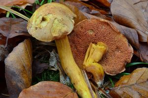 Klikni pro velký obrázek