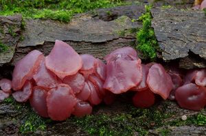 Klikni pro velký obrázek