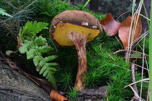 Klikni pro velký obrázek