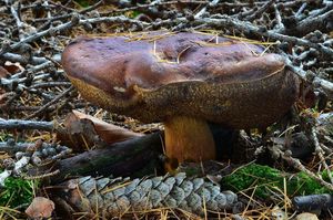 Klikni pro velký obrázek