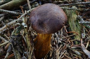 Klikni pro velký obrázek