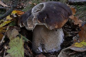 Hřib smrkový - Boletus edulis Bull. 1782