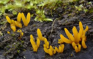 Krásnorůžek rohovitý - Calocera cornea (Batsch) Fr. 1827