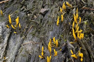 Krásnorůžek rohovitý - Calocera cornea (Batsch) Fr. 1827