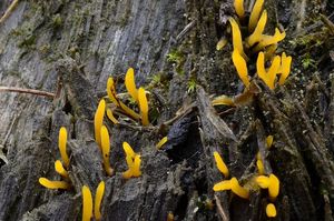 Krásnorůžek rohovitý - Calocera cornea (Batsch) Fr. 1827