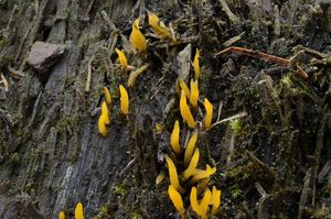 Krásnorůžek rohovitý - Calocera cornea (Batsch) Fr. 1827