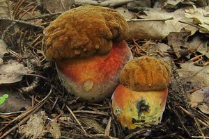 Klikni pro velký obrázek