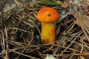 Klikni pro velký obrázek