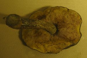 Klikni pro velký obrázek