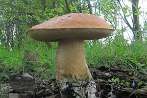 Klikni pro velký obrázek