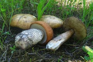 Klikni pro velký obrázek