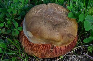 Klikni pro velký obrázek