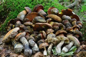 Klikni pro velký obrázek