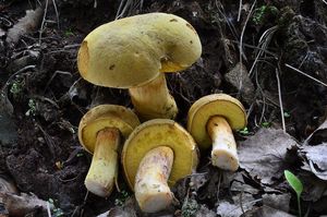 Klikni pro velký obrázek