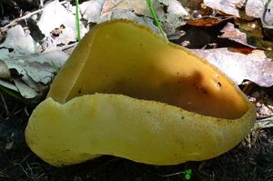 Klikni pro velký obrázek