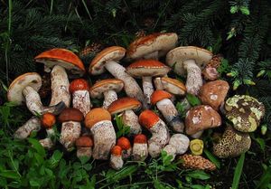 Klikni pro velký obrázek