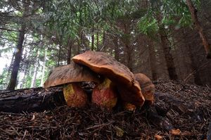 Klikni pro velký obrázek