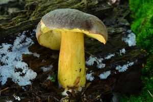 Klikni pro velký obrázek