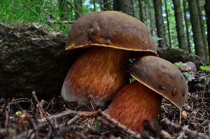 Klikni pro velký obrázek