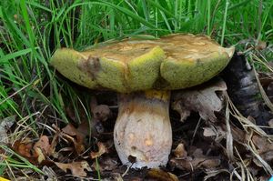 Klikni pro velký obrázek