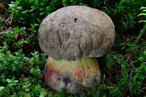 Klikni pro velký obrázek