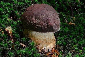 Klikni pro velký obrázek