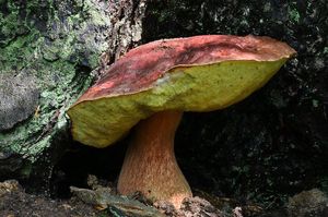 Klikni pro velký obrázek