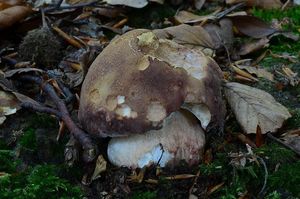 Klikni pro velký obrázek