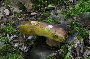 Klikni pro velký obrázek