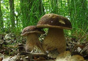 Klikni pro velký obrázek